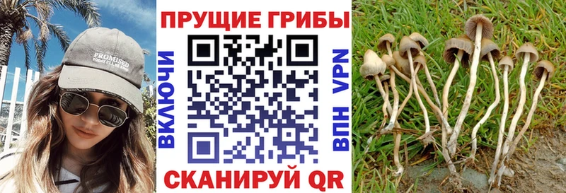 кракен как войти  закладка  Дмитровск  Псилоцибиновые грибы MAGIC MUSHROOMS 
